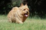 NORWICH TERRIER 093